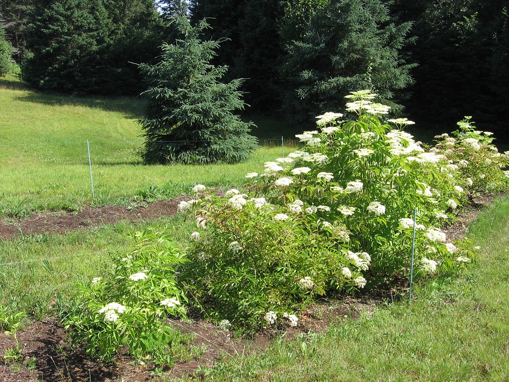 Elderberry