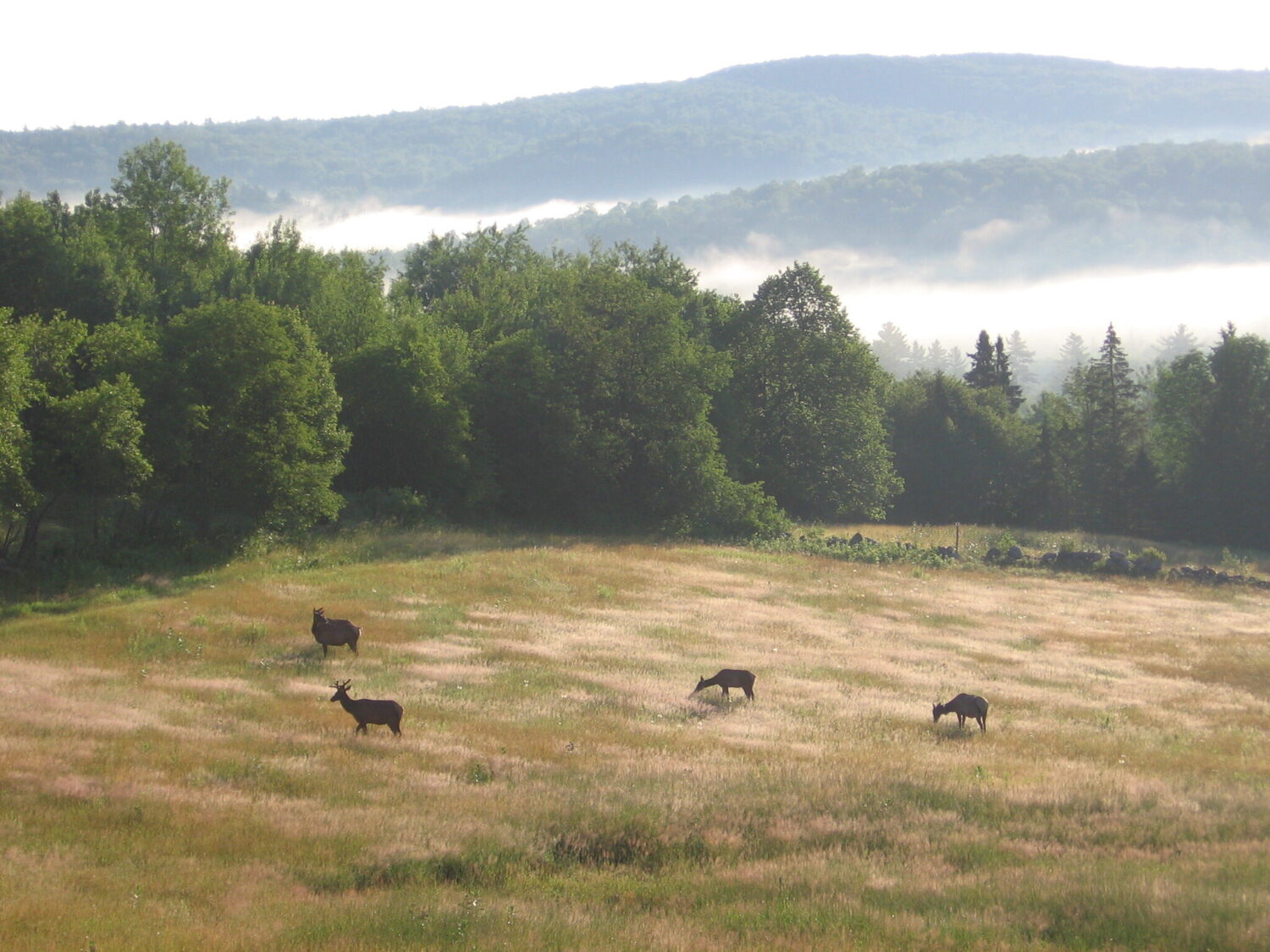 Elk