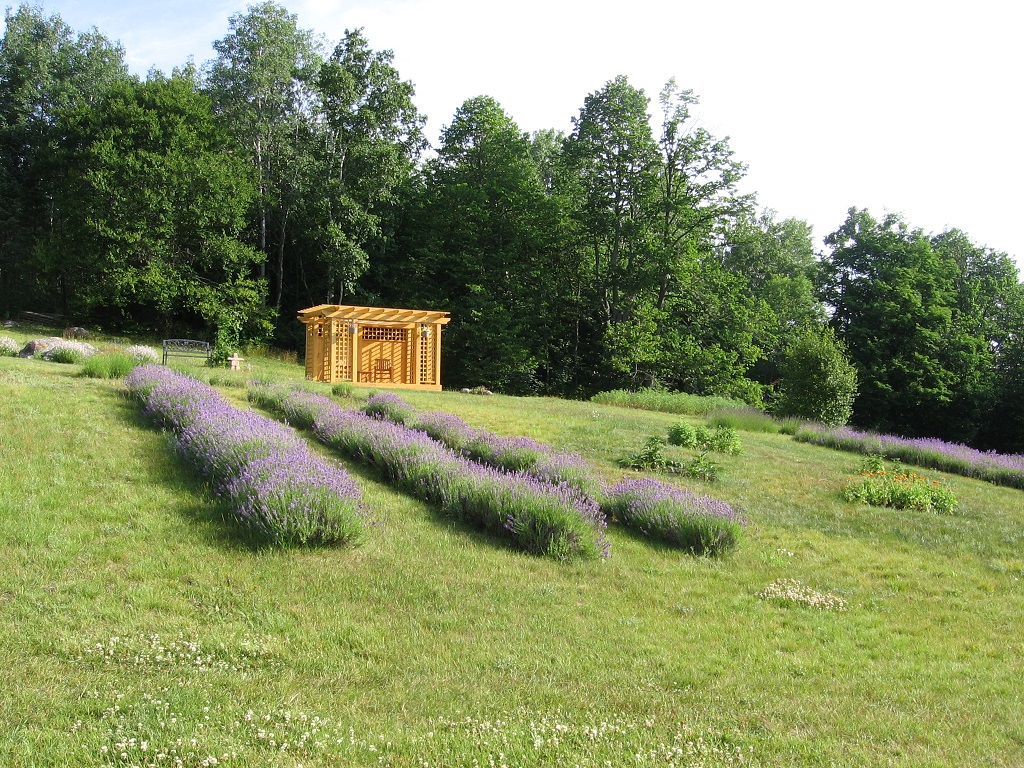 Lavender Rows